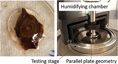 Rheological Properties and Age-Related Changes of the Human Vitreous Humor